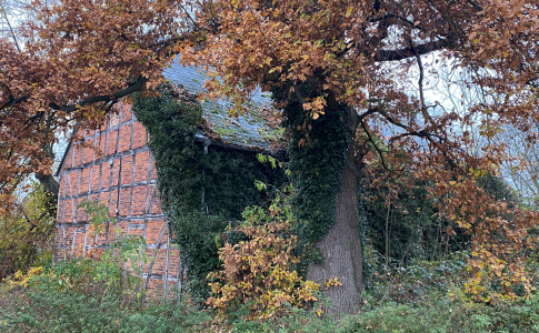 Ein älteres Gebäude aus einer Fachwerkkonstruktion und Backsteinen steht hinter einem Baum, dessen Laub sich herbstlich färbt.