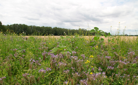 Wiese mit Wildblumen