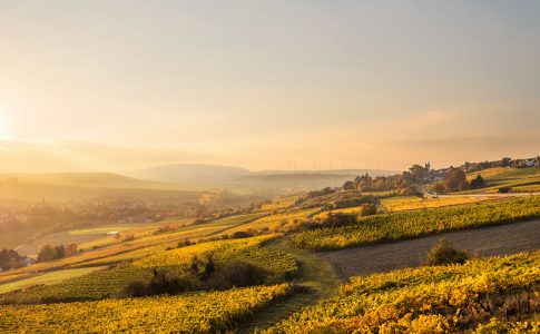 Landschaft mit gründen Wiesen in der Sonne.